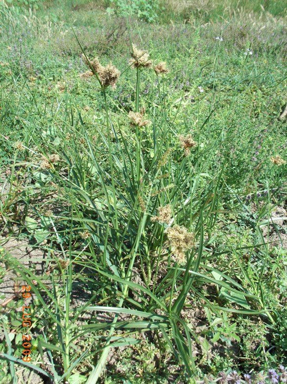 Bolboschoenus maritimus / Lisca marittima